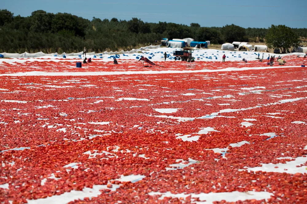 Kuru domates ihracatı 100 milyon doları aştı