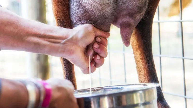 Şap krizi süt üretimini vurdu: Eylül ayında üretim düştü