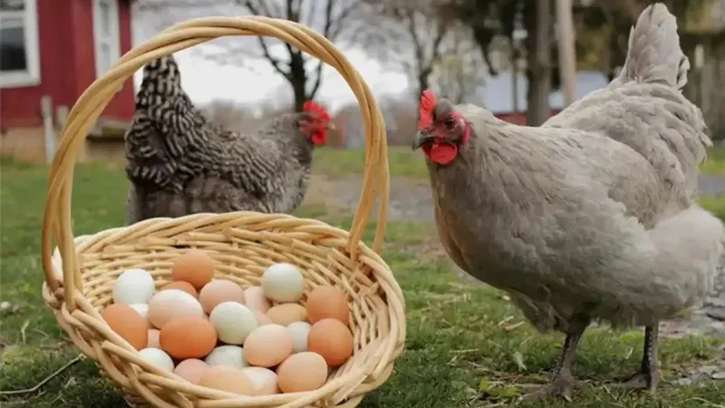Tavuk eti üretimi artarken yumurta azaldı