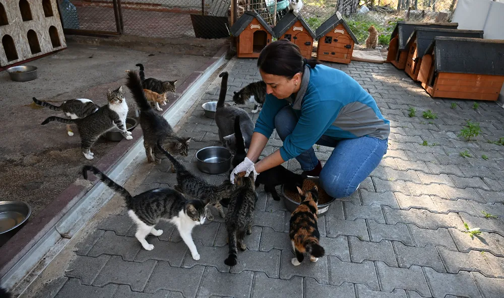 Kemer’de 227 sokak hayvanı kısırlaştırıldı