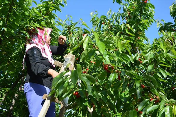 Türkiye, kiraz ihracatında 300 milyon dolar hedefliyor