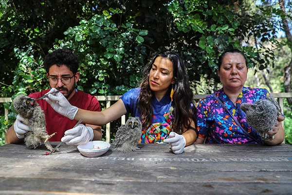 3 yavru baykuşa özenli bakım 