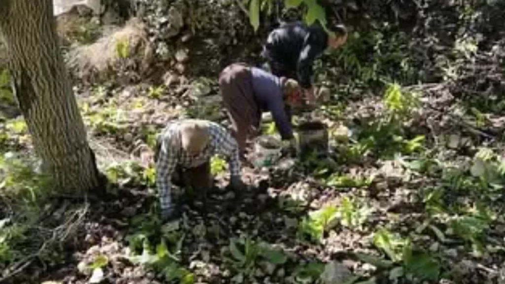 Kaş’ta Sütleğen’de ceviz hasadı başladı